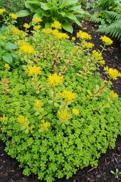 Sedum oreganum Sedum oreganum