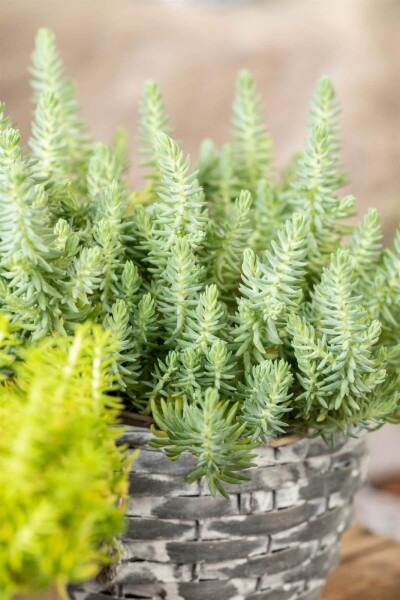 Sedum reflexum Sedum reflexum