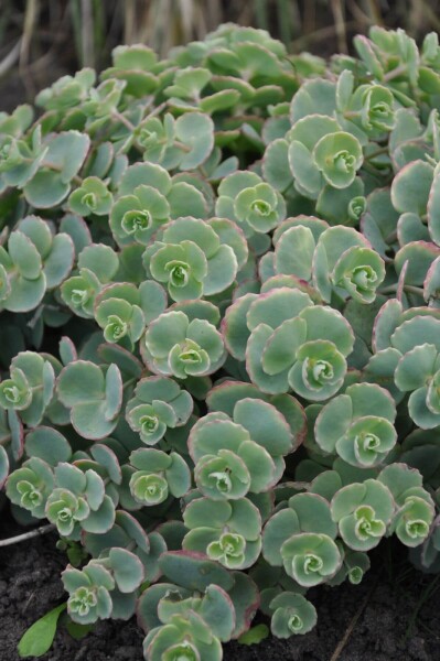 Sedum sieboldii Sedum sieboldii