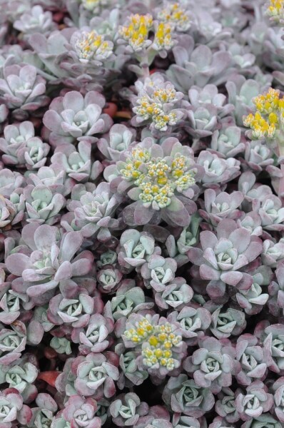 Sedum spathulifolium 'Purpureum' Sedum spathulifolium 'Purpureum'