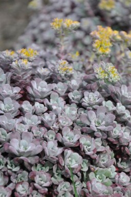 Sedum spathulifolium 'Purpureum'