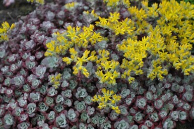 Sedum spathulifolium 'Purpureum'