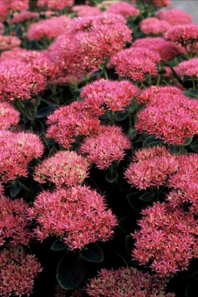 Sedum spectabile 'Brilliant' Sedum spectabile 'Brilliant'