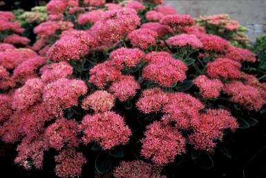 Sedum spectabile 'Brilliant'