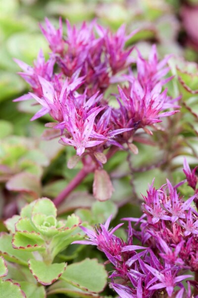 Sedum spurium 'Fuldaglut' Sedum spurium 'Fuldaglut'