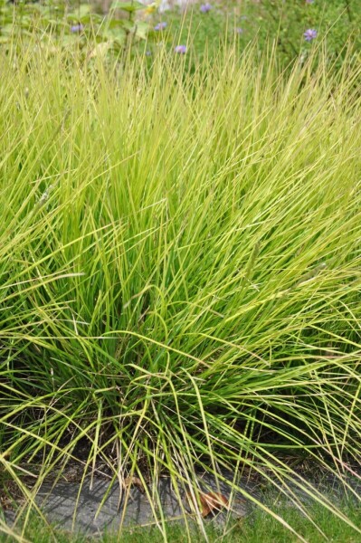 Sesleria autumnalis Sesleria autumnalis