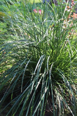 Sesleria caerulea