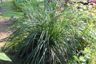 Sesleria caerulea