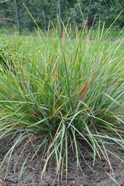 Sesleria heufleriana Sesleria heufleriana