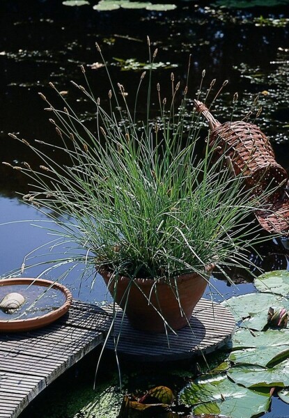 Sesleria nitida Sesleria nitida