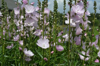 Sidalcea 'Elsie Heugh'