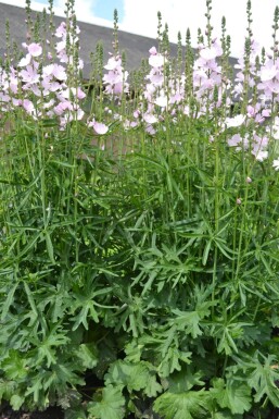 Sidalcea 'Elsie Heugh'