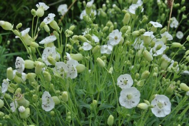 Silene maritima 'Weisskelchen'