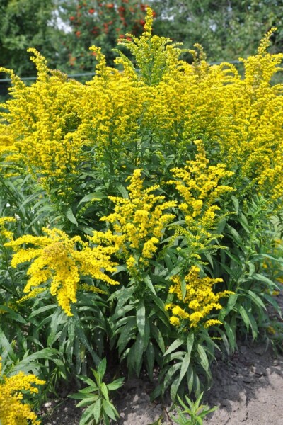 Solidago canadensis 'Goldkind' Solidago canadensis 'Goldkind'