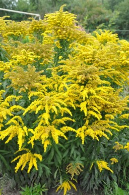 Solidago canadensis 'Goldkind'