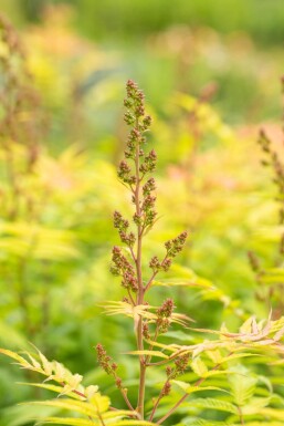 Sorbaria sorbifolia 'Sem' struik 30-40 cm