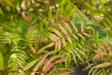 Sorbaria sorbifolia 'Sem' struik 30-40 cm