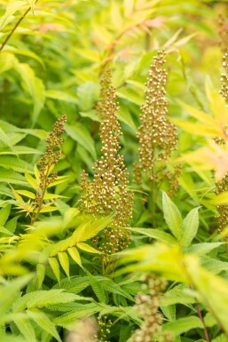 Sorbaria sorbifolia 'Sem' struik 30-40 cm