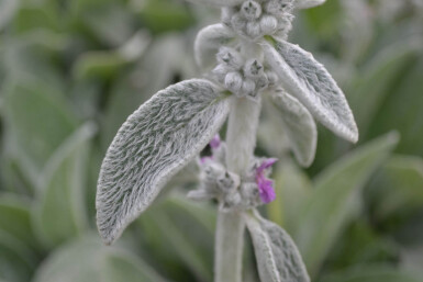 Stachys byzantina