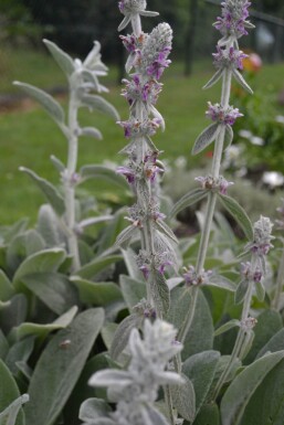 Stachys byzantina