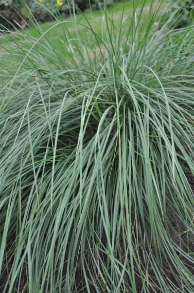 Stipa gigantea