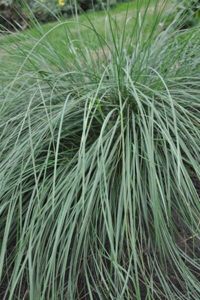 Stipa gigantea Stipa gigantea
