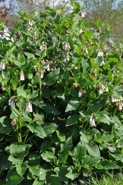 Symphytum grandiflorum Symphytum grandiflorum