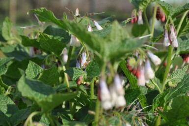 Symphytum grandiflorum