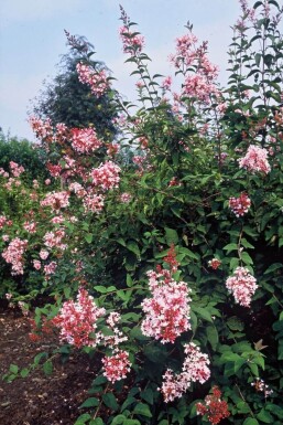 Syringa microphylla 'Superba'