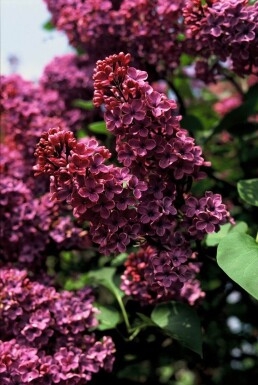 Syringa vulgaris 'Andenken an Ludwig Spath'