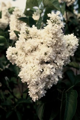 Syringa vulgaris 'Mme Lemoine'