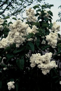 Syringa vulgaris 'Mme Lemoine'