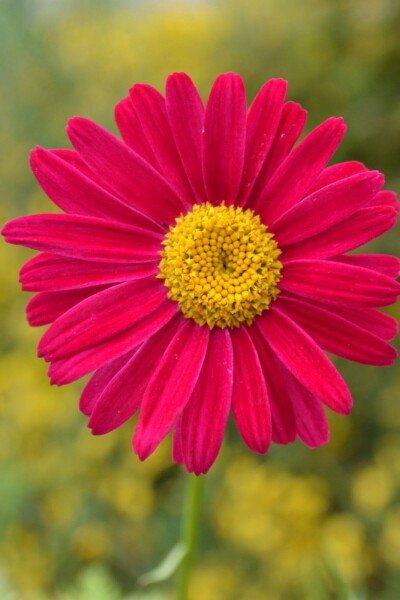 Tanacetum coccineum 'Robinson's Red'