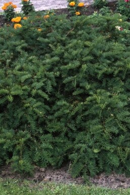 Taxus baccata 'Repandens'