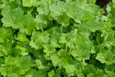 Tellima grandiflora