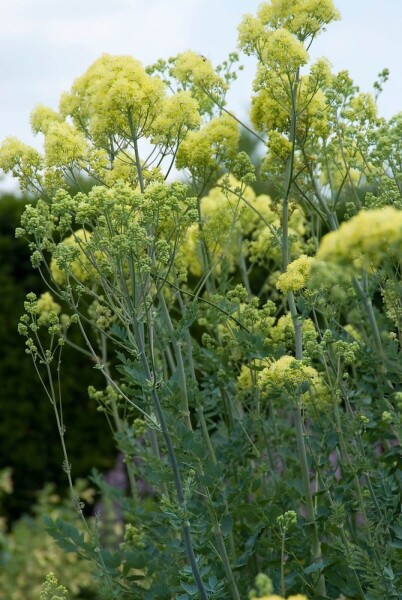 Thalictrum flavum subsp. glaucum Thalictrum flavum subsp. glaucum