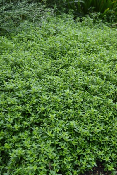 Thymus citriodorus 'Aureus' Thymus citriodorus 'Aureus'