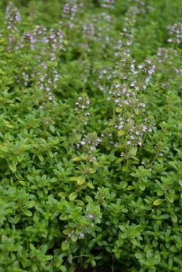 Thymus citriodorus 'Bertram Anderson'