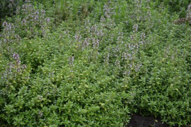 Thymus citriodorus 'Bertram Anderson'