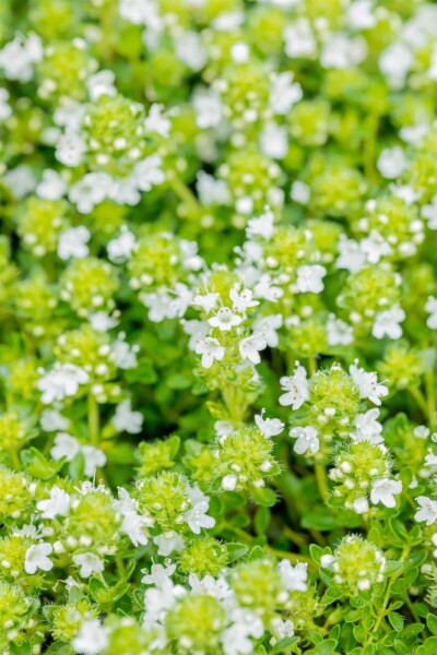 Thymus praecox 'Albiflorus' Thymus praecox 'Albiflorus'