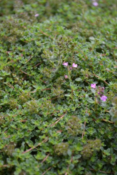 Thymus praecox 'Coccineus' Thymus praecox 'Coccineus'