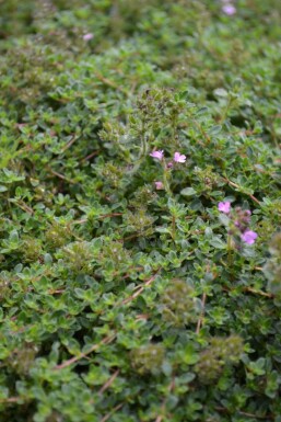 Thymus praecox 'Coccineus'