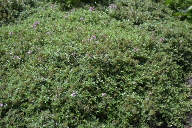 Thymus praecox 'Coccineus'