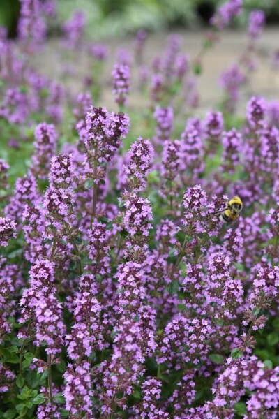 Thymus serpyllum Thymus serpyllum
