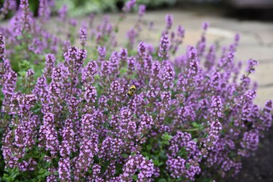 Thymus serpyllum