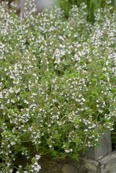 Thymus vulgaris Thymus vulgaris