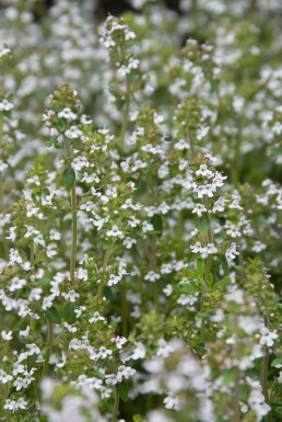 Thymus vulgaris