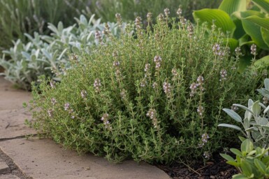 Thymus vulgaris 'Compactus'