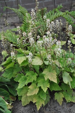 Tiarella wherryi