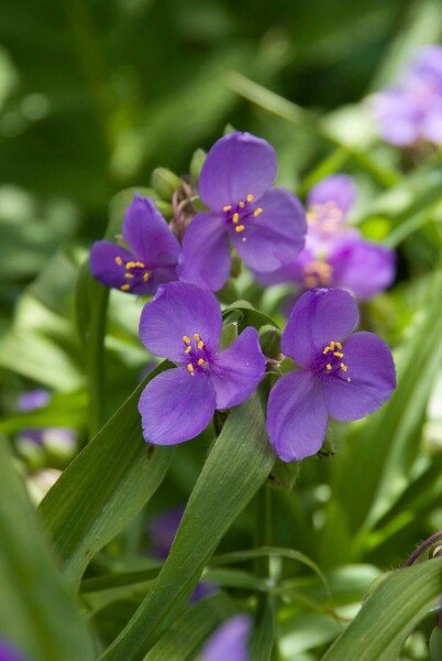 Tradescantia 'Zwanenburg Blue' Tradescantia 'Zwanenburg Blue'